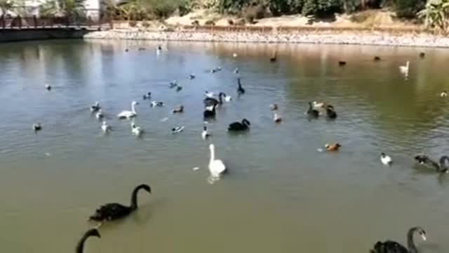 A flock of lovely swans in the water