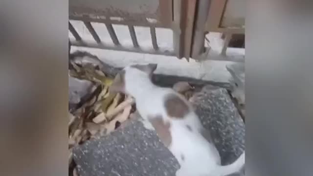 Adorable Cat Playing With My Cute Puppy Real Love