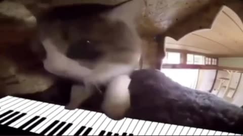 cute cat playing the piano