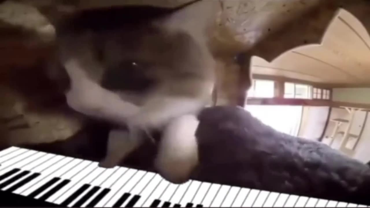 cute cat playing the piano