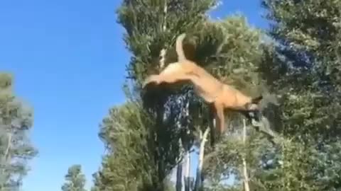 Dog very beautiful jump in Wall 😍