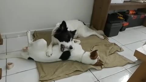 Argentinian Border Collie