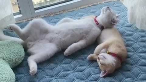 Cat funny
