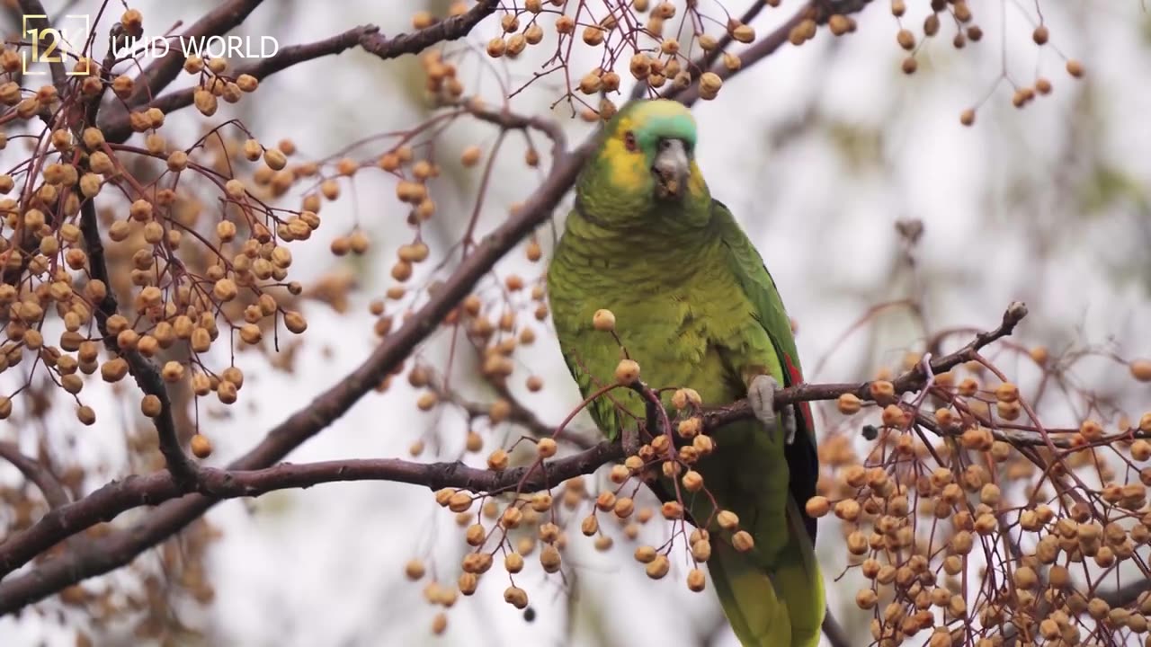 12K HDR 120fps Dolby Vision with Animal Sounds (Colorfully Dynamic).mp4