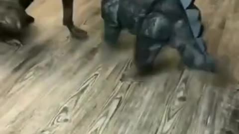 Funny Dog Costume 2022 Video Clips #shorts