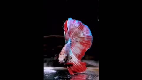 blackish dark blue ornamental fish