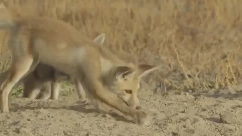 Wildlife in Close view with different perspective.
