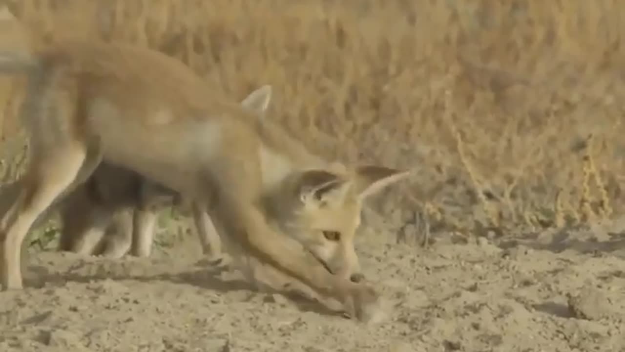 Wildlife in Close view with different perspective.