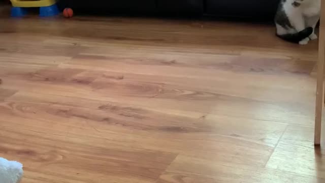 Puppy and cat stand off