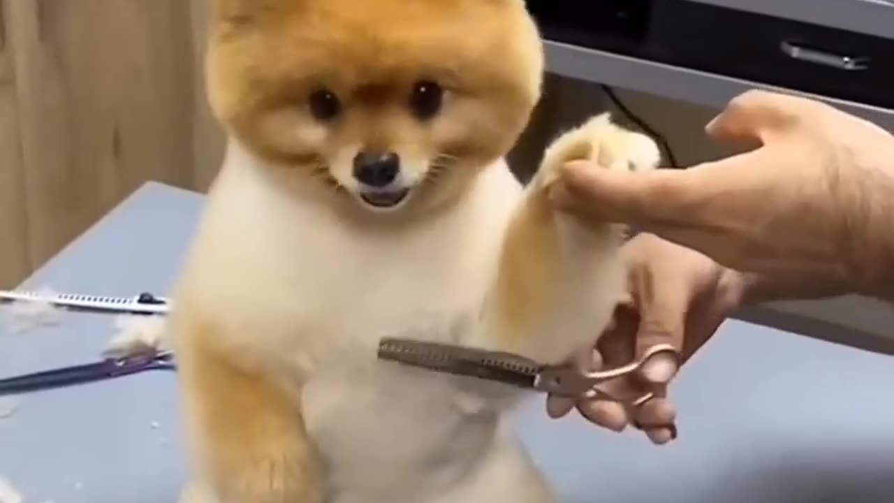 Cute Dog Hair Cutting 🥺🤭