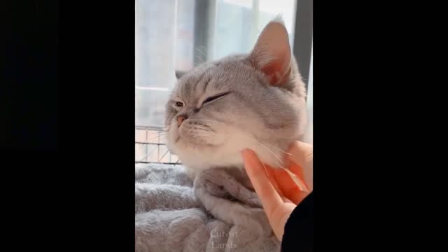 Omg! So Cute Pets ♥ Cute Baby Animals & Funny Pets Video Compilation