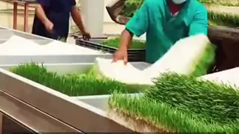 Feed for animals: