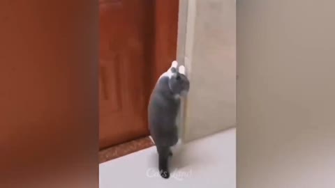 Cat 🐈🐈 lover 🙂