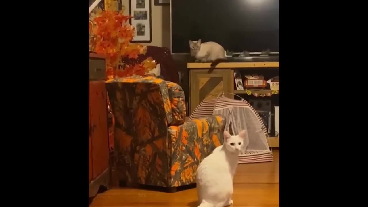 New Funny Animals Video 2023 | Funniest Cats and Dogs Videos | New Funny Video Of Cat And Dogs #214