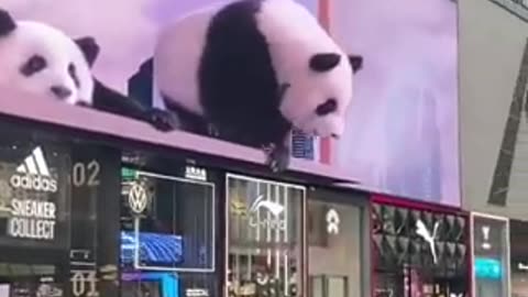 Funny panda