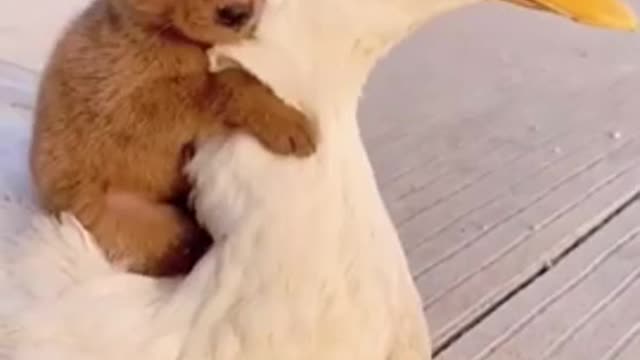 Dog is playing with 🦆 duck so funny video