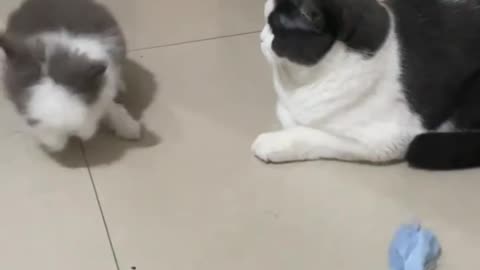 The rabbit not tease cats reaction