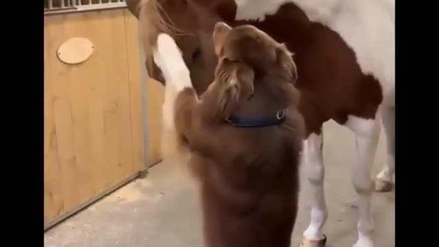 Dog and horse funny moment 🐶🐕🐎🐎 #shorts #viral #fun