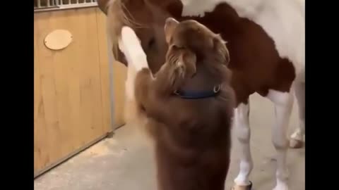 Dog and horse funny moment 🐶🐕🐎🐎 #shorts #viral #fun