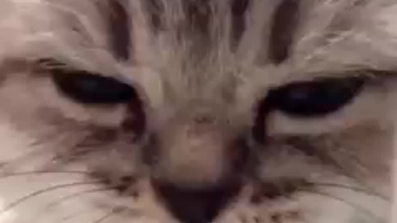 Best kitten birthday wish you never seen before