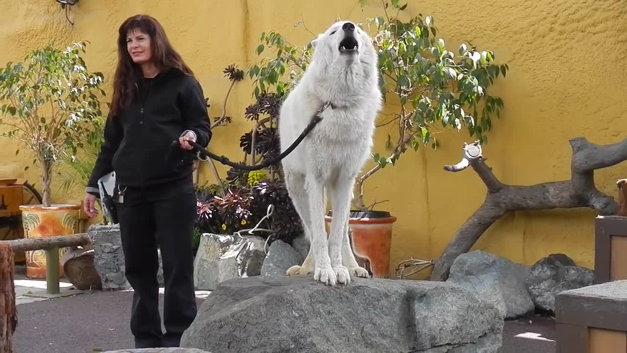 San Diego Zoo - White Arctic Wolf Howling