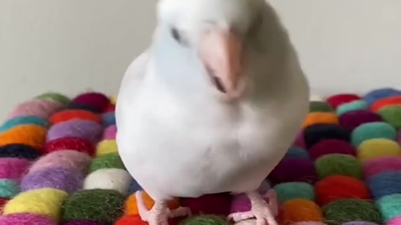 bird wiggle dance 📽️ arlobird