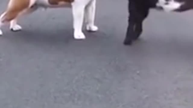 Bulldog Puppy vs. Kid