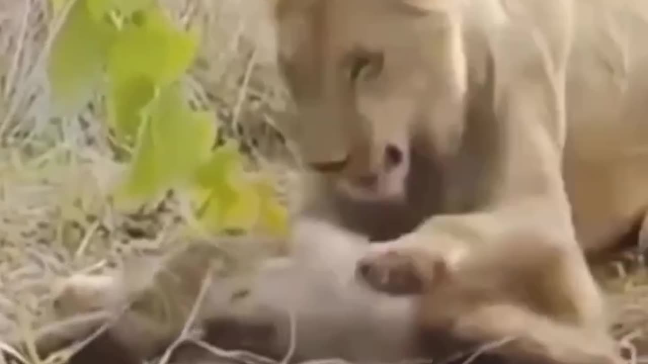 Lion attack a monkey😱😱#shorts #rumbleshorts #viral #trending