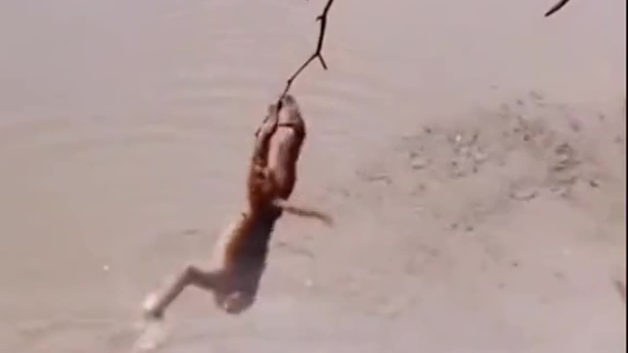 Monkey in the danger situation 😷