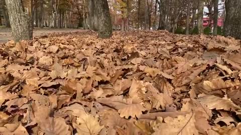 bird in the leaves