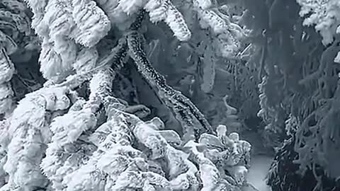 Snow-covered trees in the mountains of China