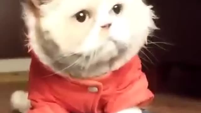 Cat dancing on michael jackson song