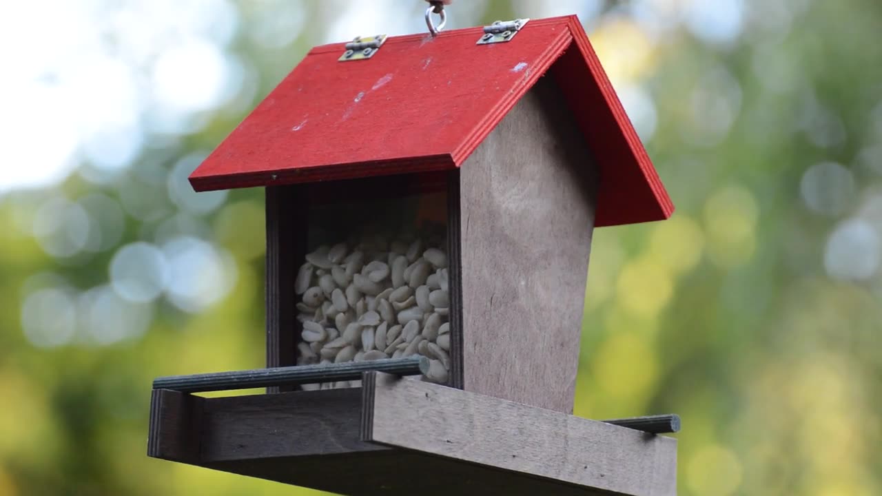 A Tit bird feed...!!!