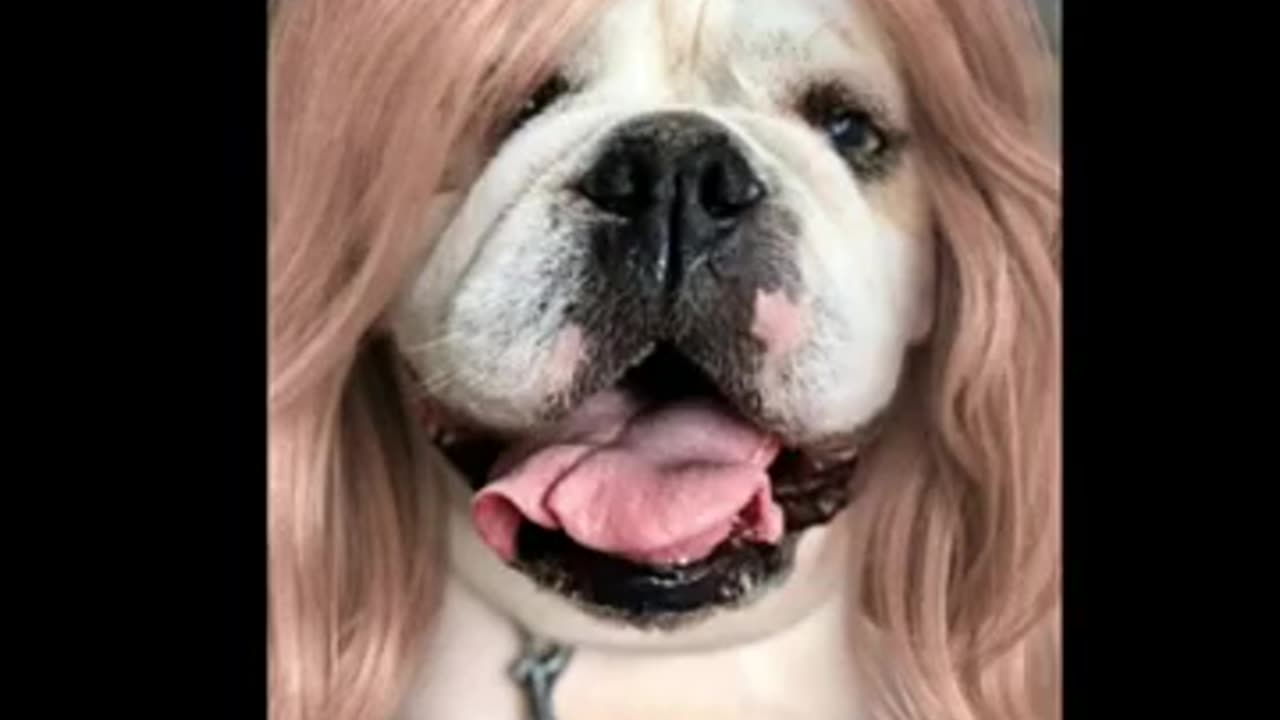 Dogs with Funny hairstyle |youtube funny animal videos| Dogs