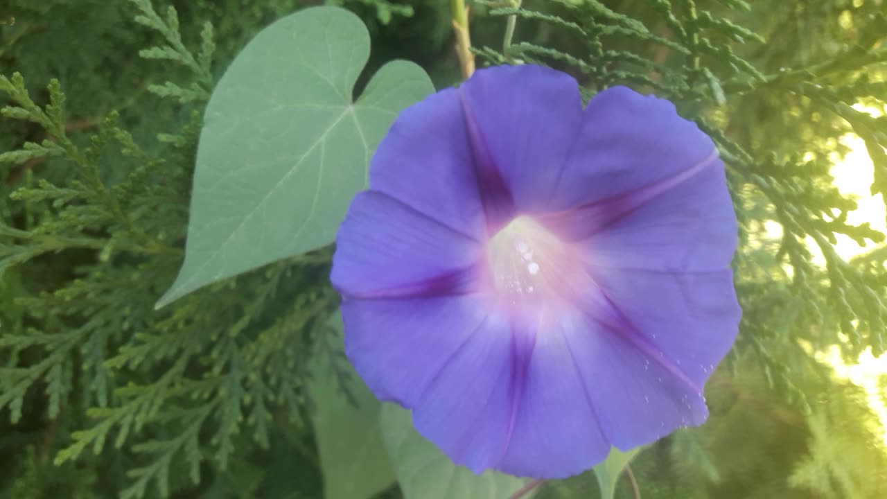 Blue Morning Glory Nearby