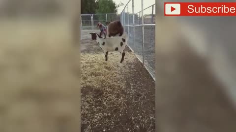 crazy goats whats wrong with them!!!