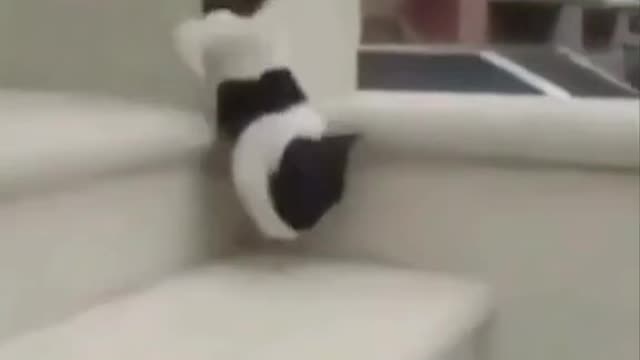 Funny animals, Cats, part 17