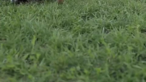 Funny Dogs 😂 Cutest Dogs🐕 #shorts #Rumble