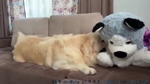 Golden Retriever Attacks a Fake Dog