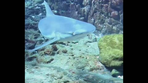 Shark close up