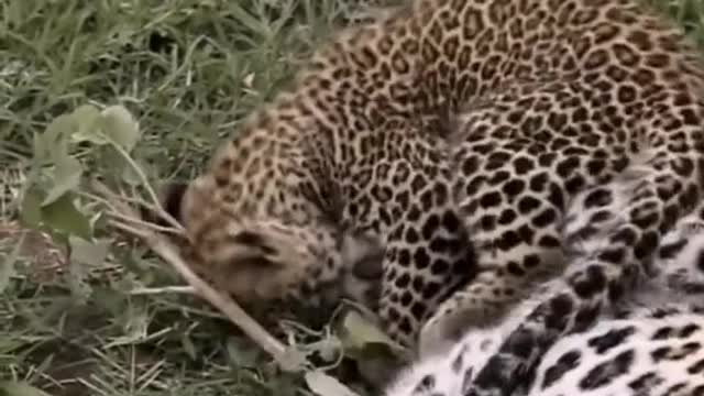 Animal leopard