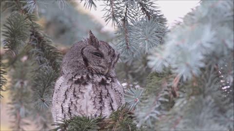 Eastern Screech owl (Softly calling) Ontario