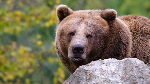 OSO EN EL BOSQUE