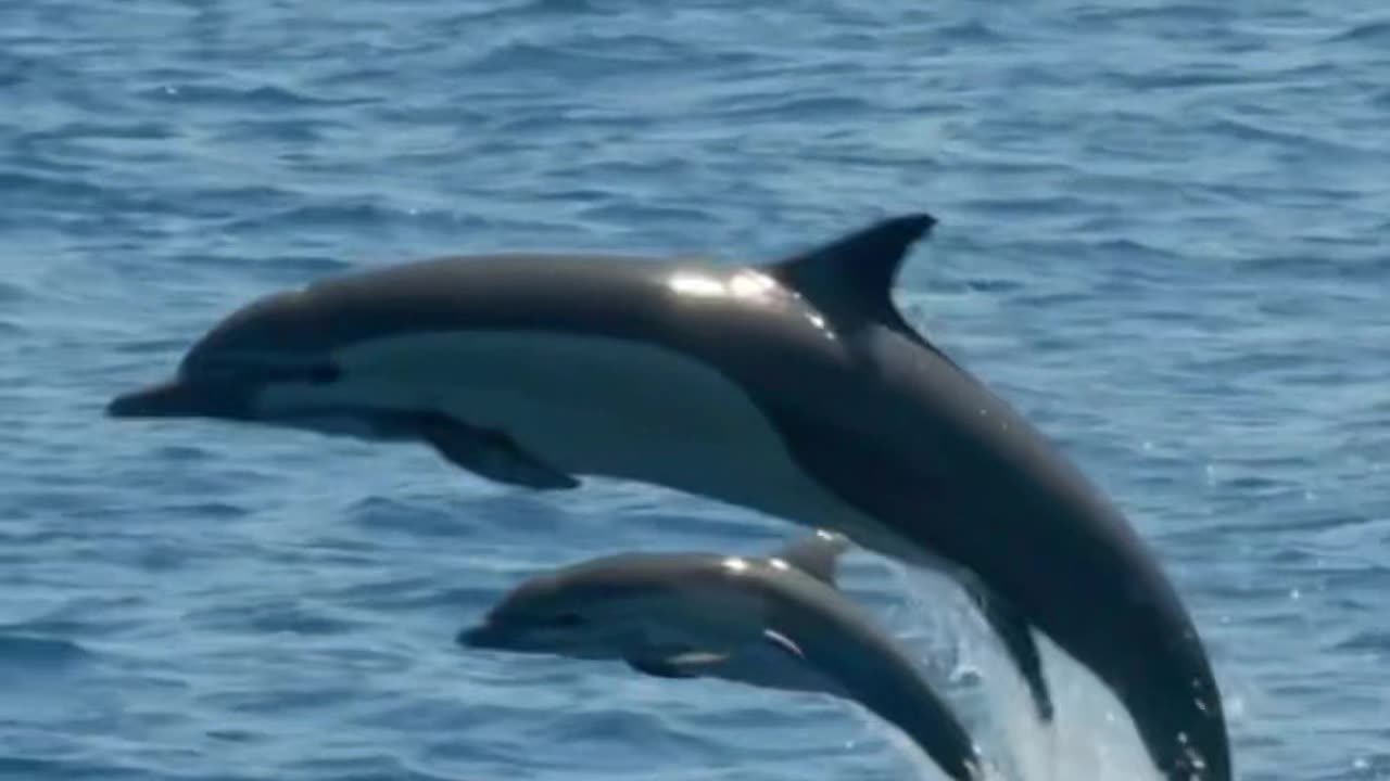 mother and baby dolphin 🐬😍#shorts #love #nature #dolphin #amazing #best #relaxing #animals #water