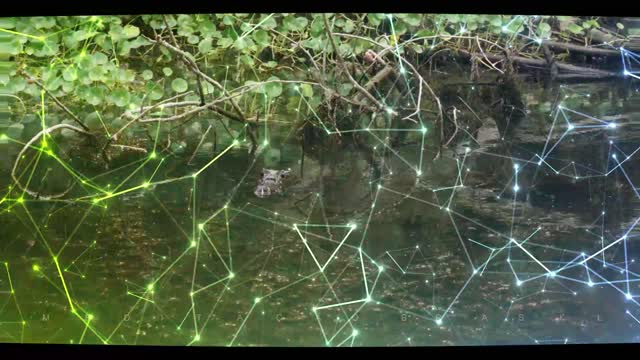Sadness of the Swamp