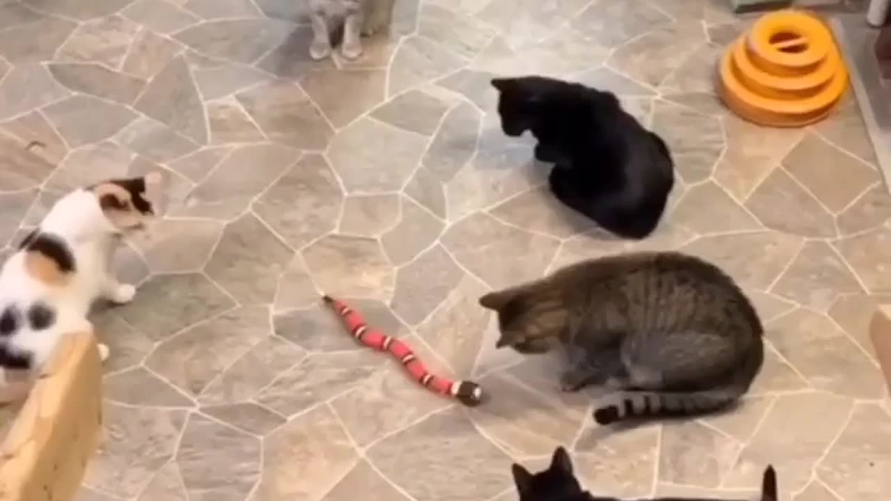 What is that creature?!!