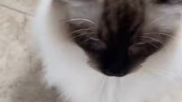 Funny Ragdoll Cats 😹 - Cute Cat Video to Make You Laugh 😂