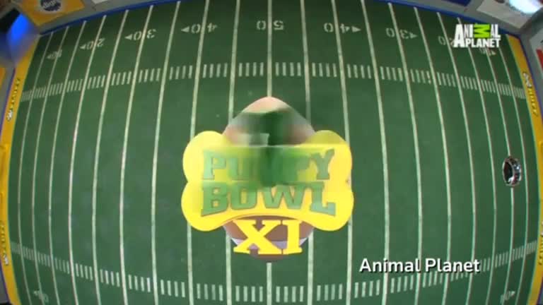 Puppy Bowl tops this week's animal roundup