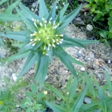 Collomia linearis — tiny mountain trump