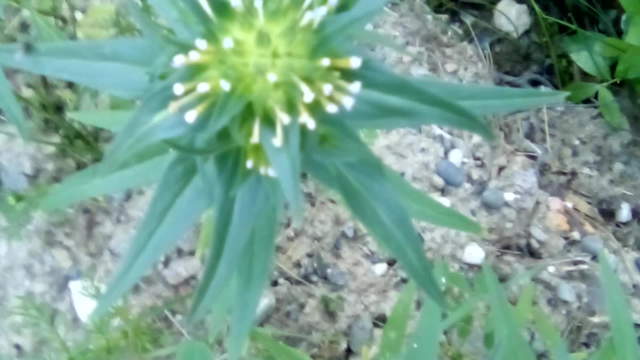 Collomia linearis — tiny mountain trump